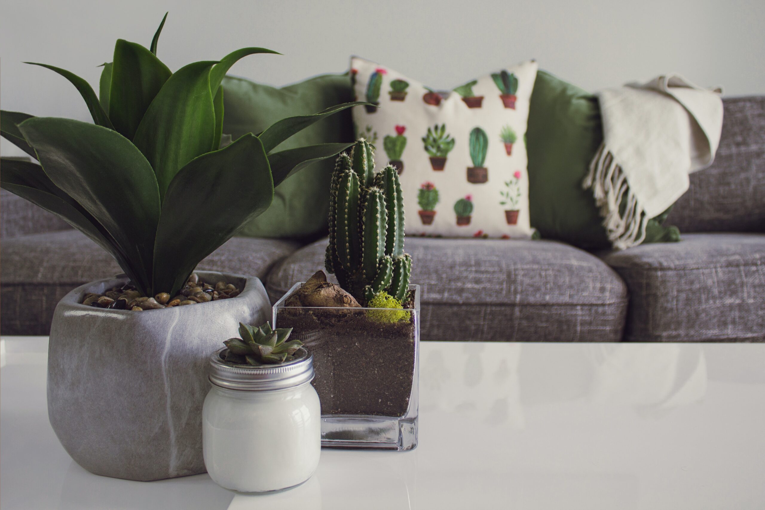 photo-of-plants-on-the-table-1005058